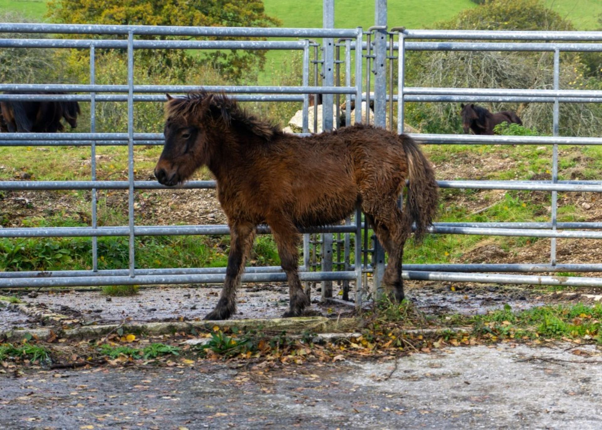 'CHINKWELL JAZZ'S LAD' DARTMOOR HILL PONY BAY COLT APPROX 6 MONTHS OLD