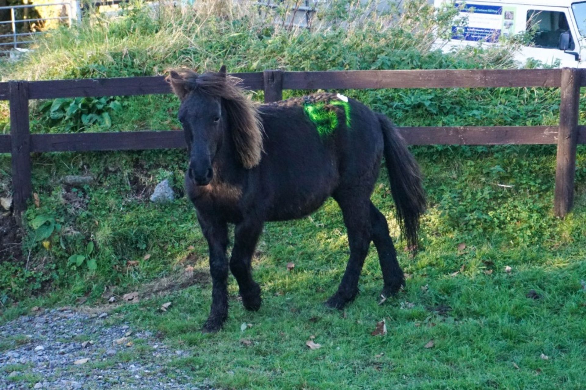 DARTMOOR HILL PONY COLT YEARLING - Image 2 of 5