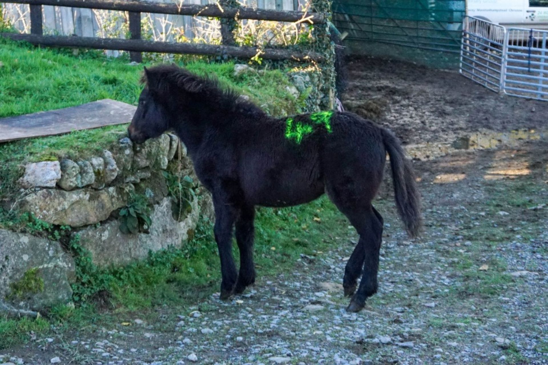 DARTMOOR HILL PONY COLT APPROX 6 MONTHS OLD - Image 2 of 2