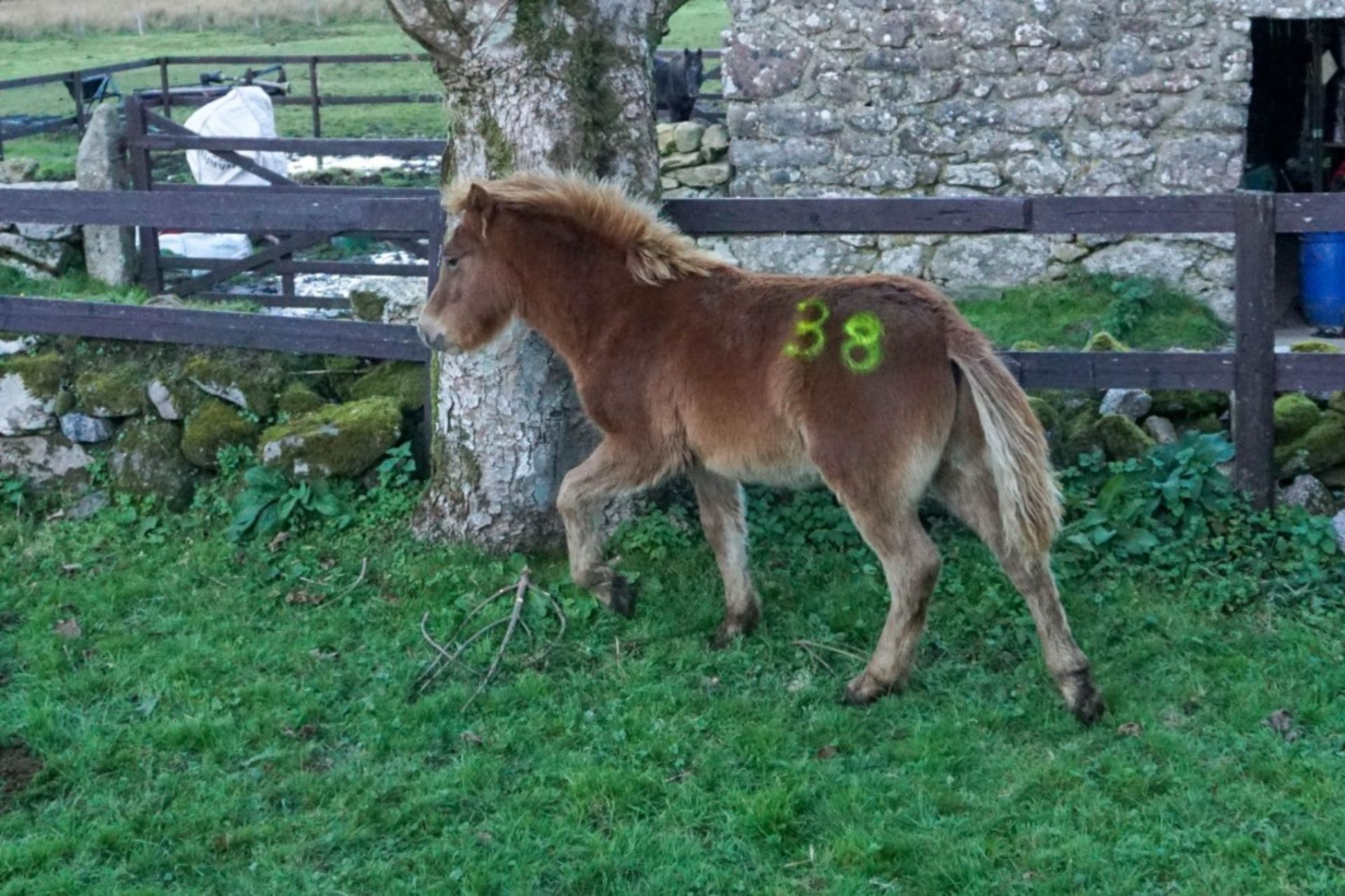 DARTMOOR HILL PONY CHESTNUT COLT APPROX 6 MONTHS OLD - Image 4 of 4