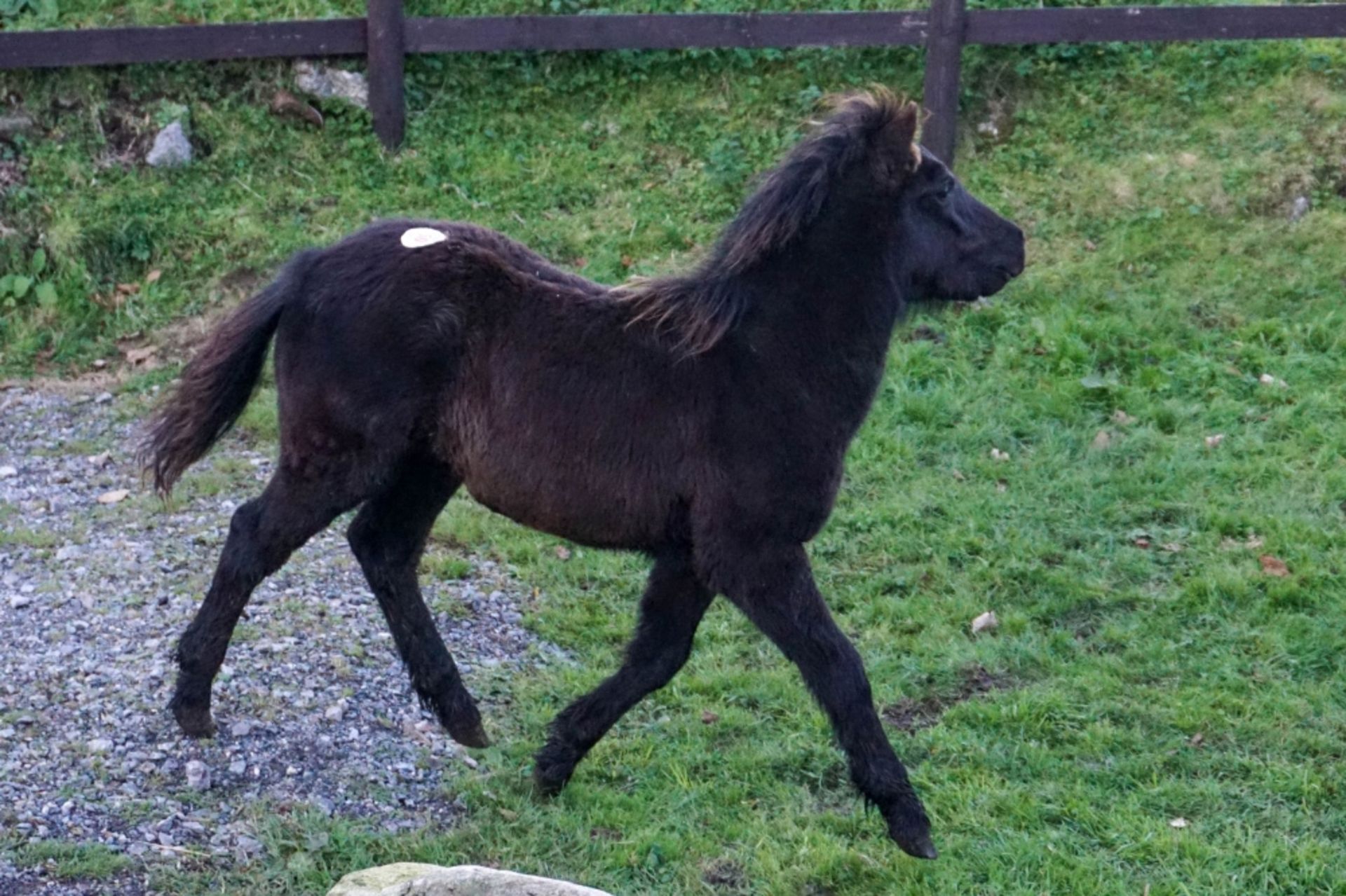 DARTMOOR HILL PONY COLT APPROX 6 MONTHS OLD