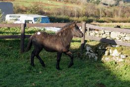 DARTMOOR HILL PONY BLACK COLT APPROX 6 MONTHS OLD