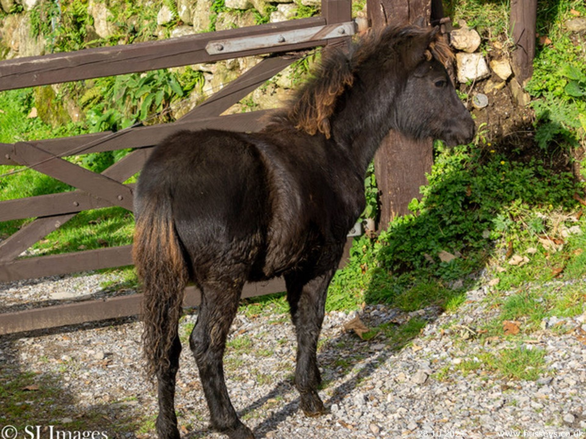 DARTMOOR HILL PONY COLT APPROX 6 MONTHS OLD - Image 2 of 3