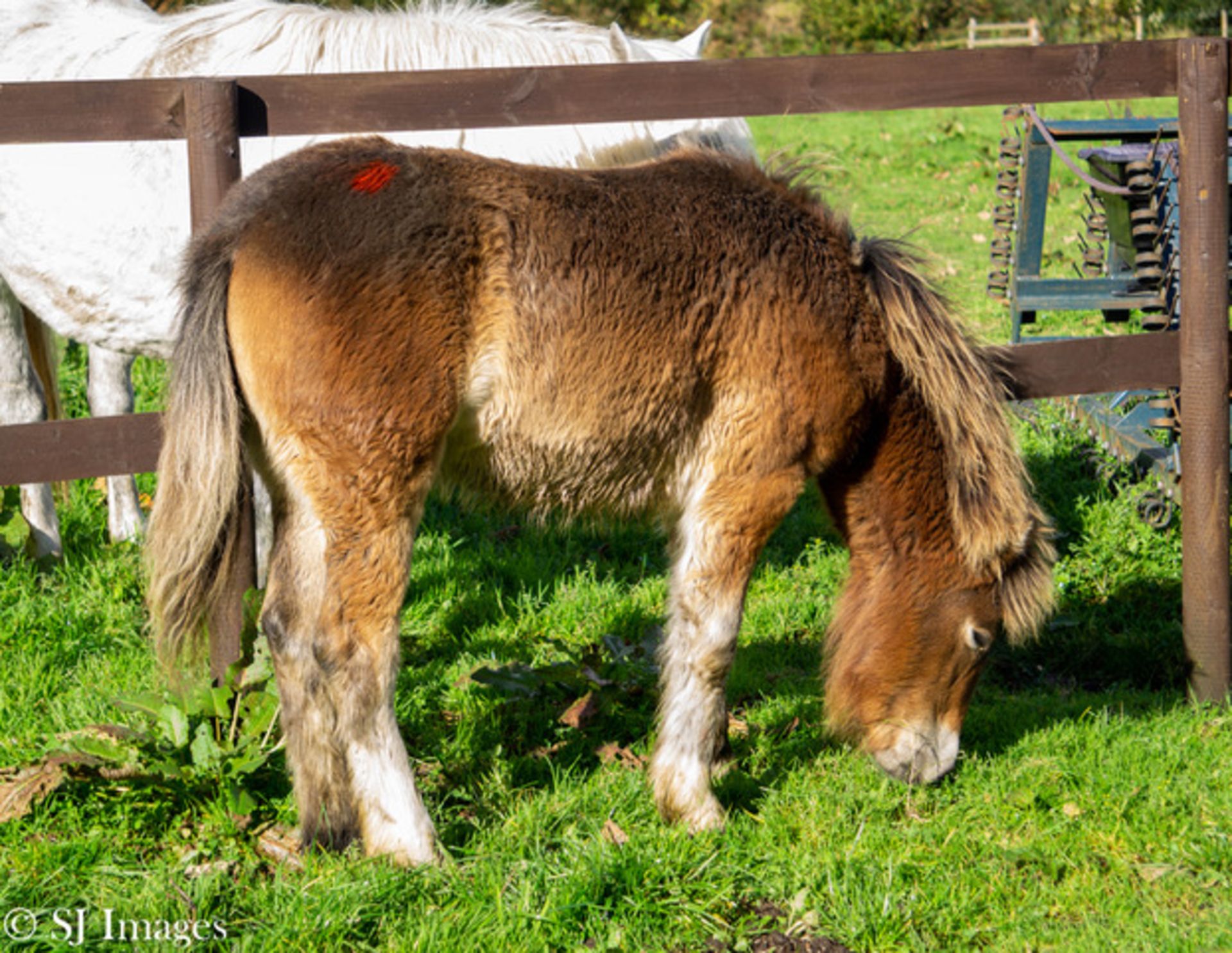 'AISH TOR HEATHER' DARTMOOR HILL PONY FILLY 7 MONTHS OLD - Image 6 of 6