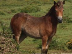'AISH TOR HEATHER' DARTMOOR HILL PONY FILLY 7 MONTHS OLD