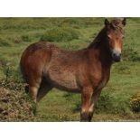 'AISH TOR HEATHER' DARTMOOR HILL PONY FILLY 7 MONTHS OLD
