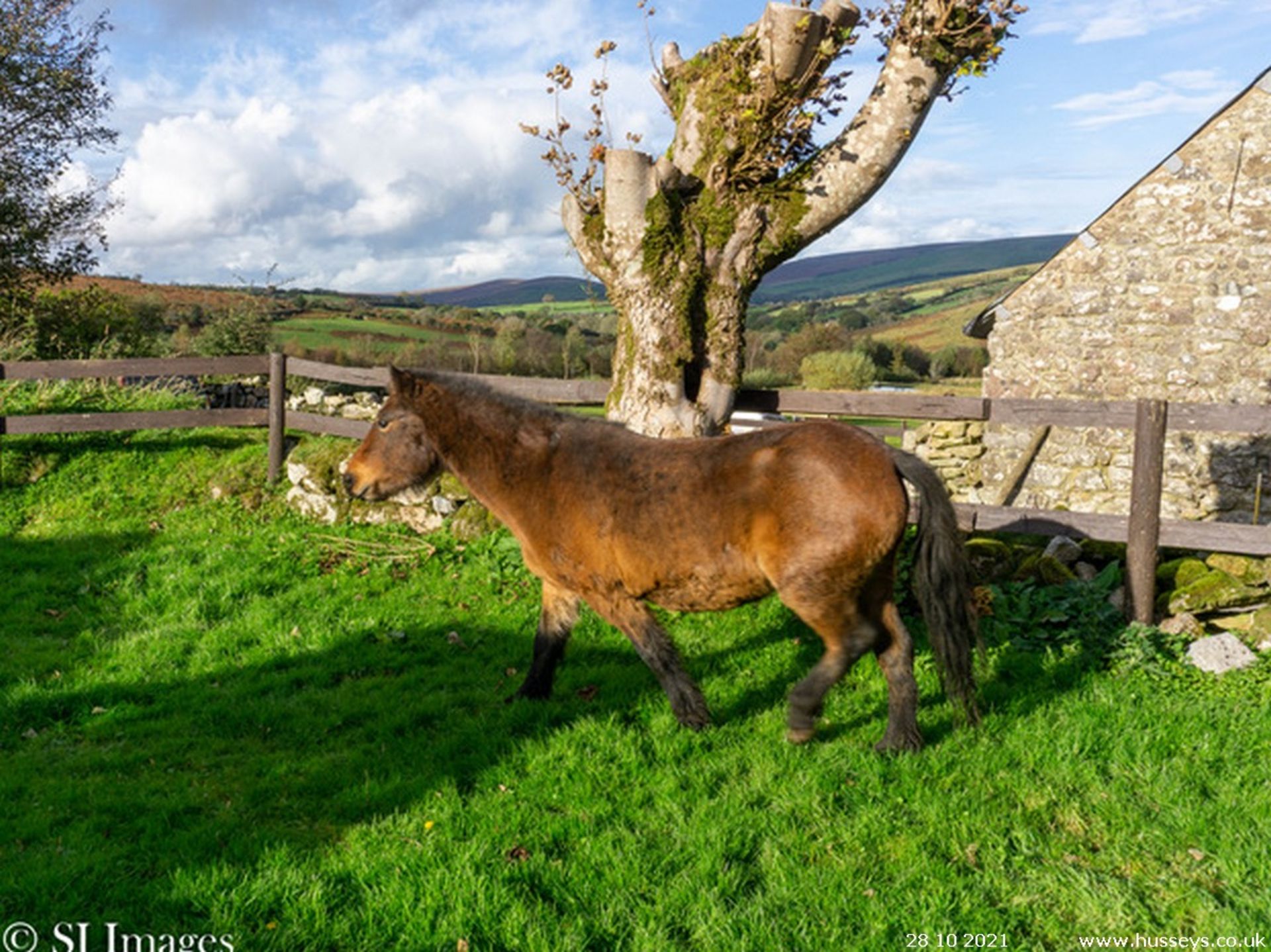 DARTMOOR HILL PONY MARE - Image 3 of 4