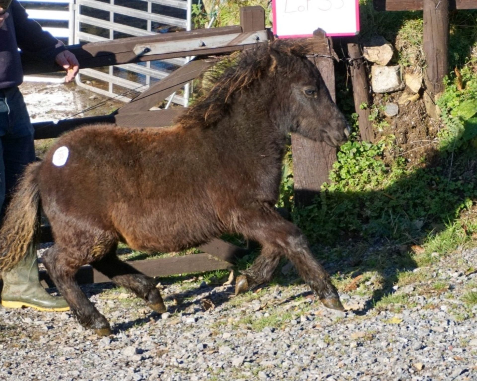SHETLAND FILLY APPROX 6 MONTHS OLD - Image 3 of 3