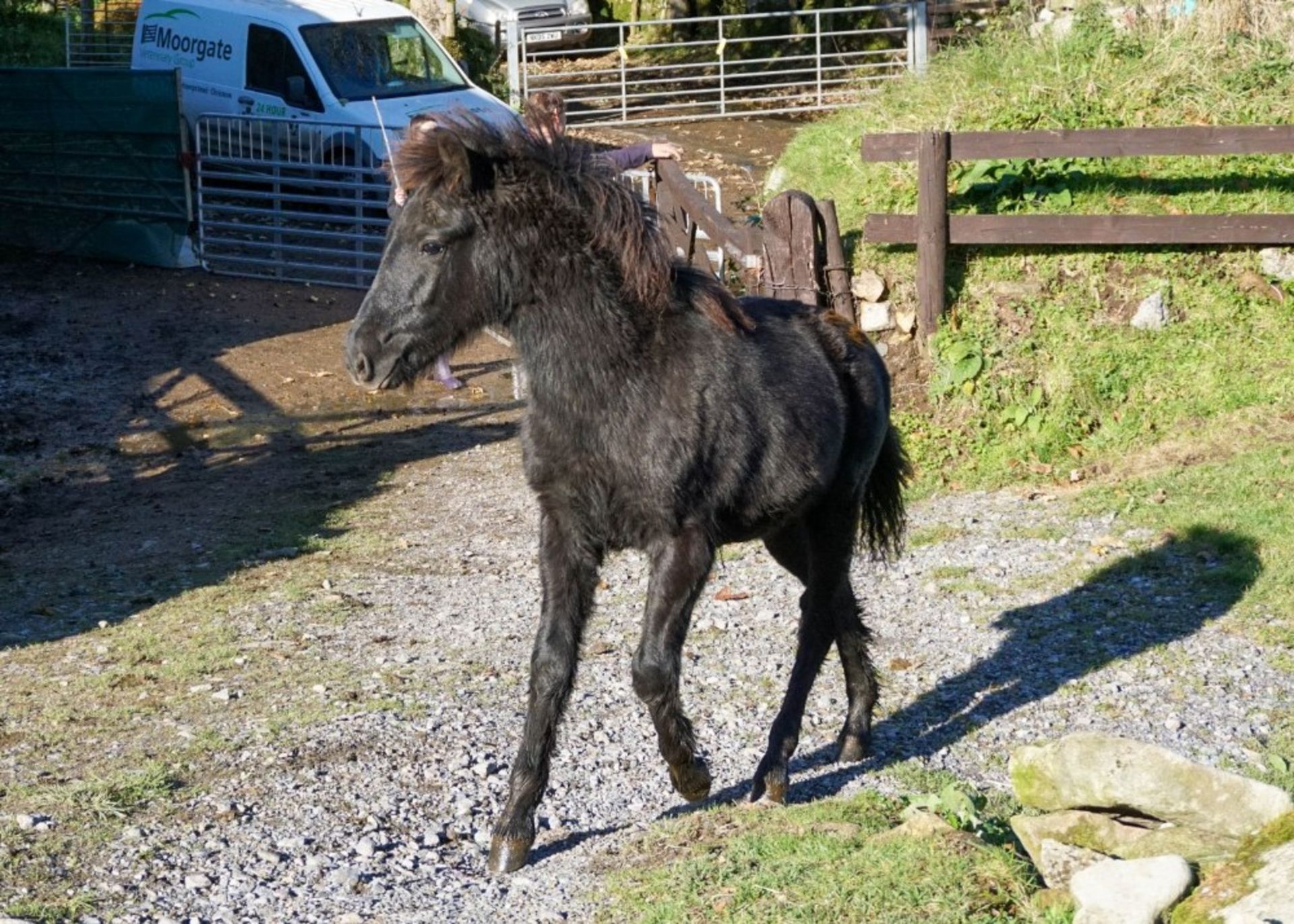 DARTMOOR HILL PONY COLT APPROX 6 MONTHS OLD - Image 3 of 3