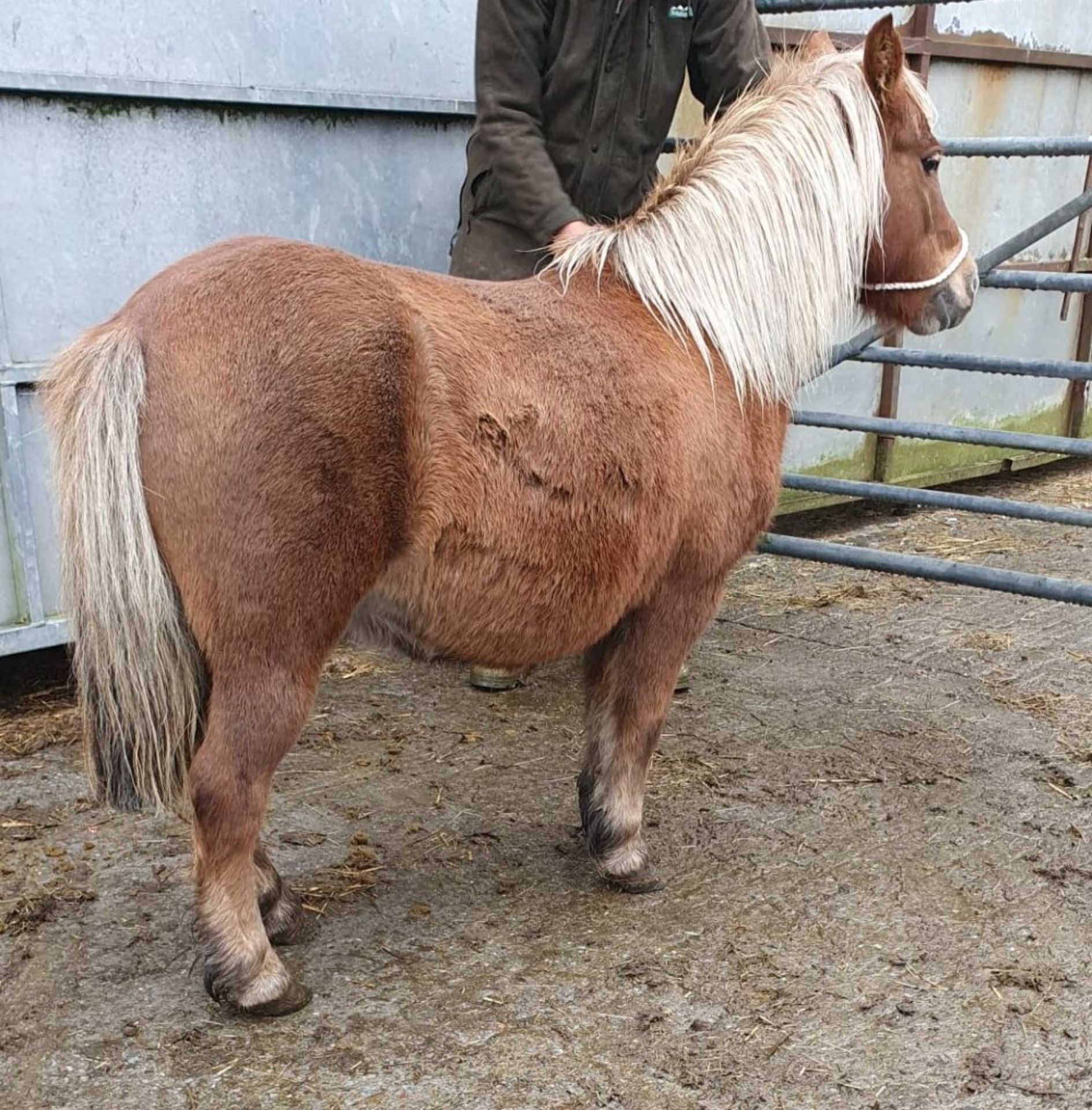 CHESTNUT SHETLAND MARE 10 YRS OLD REGISTERED WITH THE BRITISH SPOTTED PONY SOCIETY - Image 5 of 12