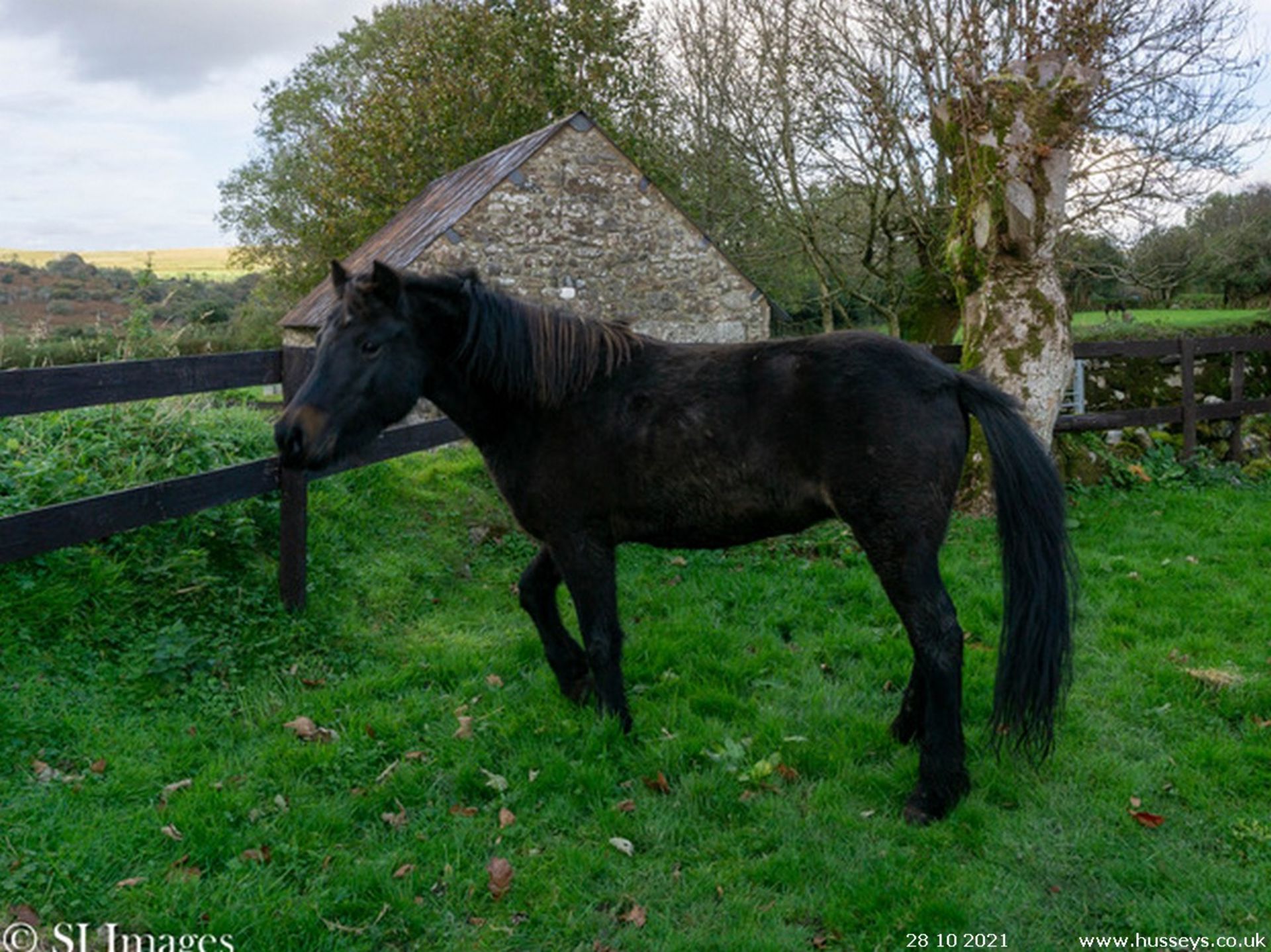 'RUNNAGE DOLLY' DARTMOOR HILL PONY MARE - Image 3 of 4
