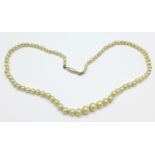 A string of seed pearls with yellow metal clasp