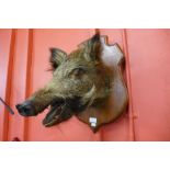 A mounted taxidermy boar's head, 55cms h