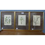 Liz Rigder, Three botanical studies, watercolour, framed