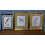 * Kitt, three bird studies, watercolour, framed