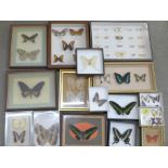 A collection of mounted butterflies