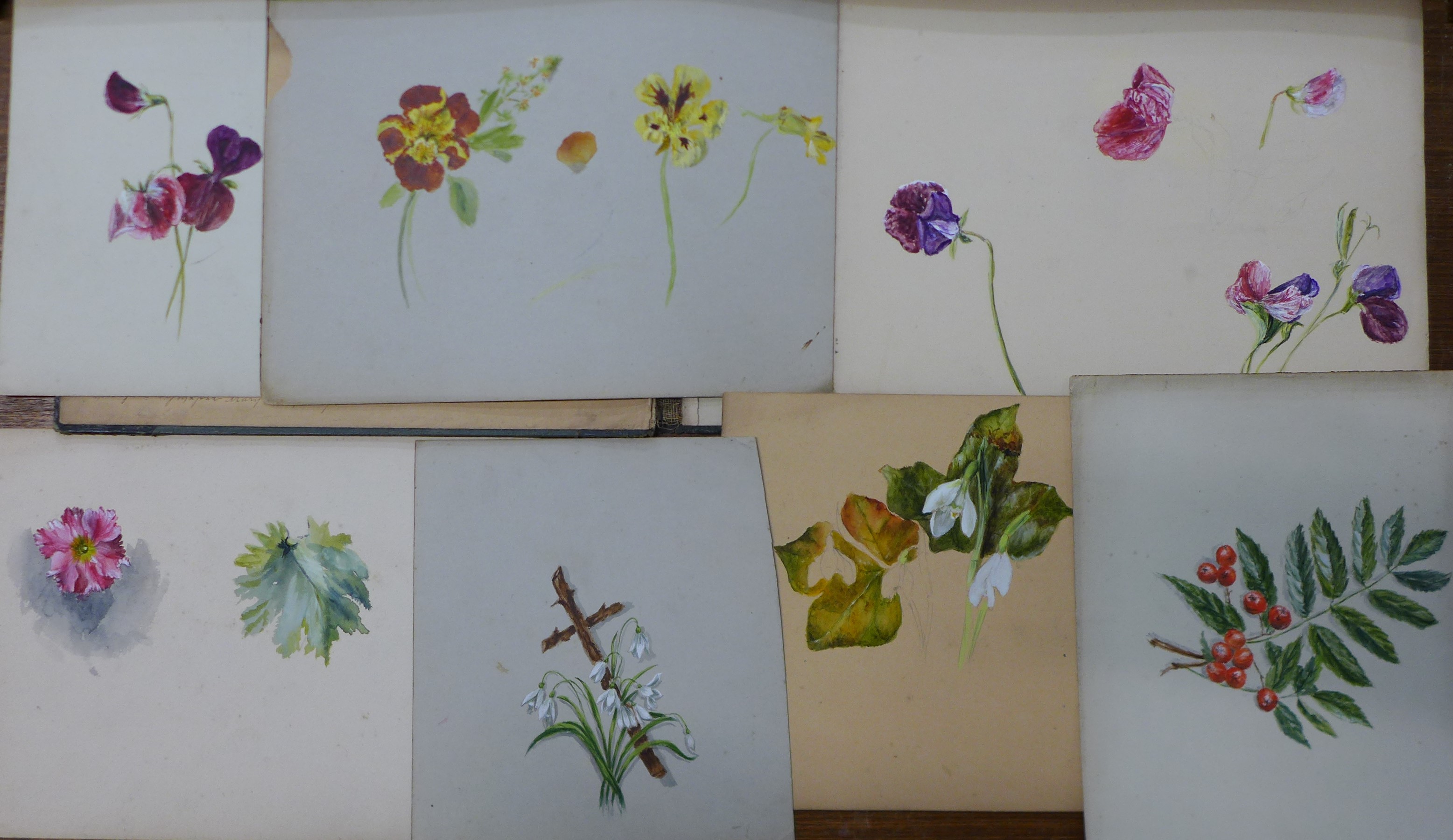 A folio of six botanical studies, watercolours and gouache, various sizes