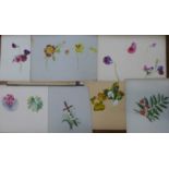 A folio of six botanical studies, watercolours and gouache, various sizes