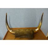 A pair of mounted cow horns