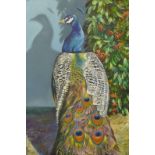 Carl Henderson, Peacock, oil on board, 91 x 61cms, unsigned, label verso, unframed