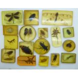 Seventeen Victorian/Edwardian insects in resin blocks