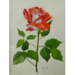 Winifred Linton, still life of a rose, watercolour, 26 x 19cms, framed