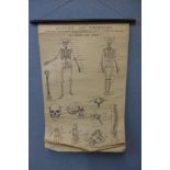 An Anatomy and Physiology educational scroll