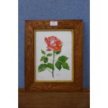 Winifred Linton, still life of a rose, watercolour, 26 x 19cms, framed