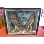 Victorian taxidermy; an owl, another bird of prey and a small wading bird, cased