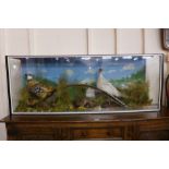 A cased display of two taxidermy pheasants and a partridge, 57cms h, 153cms w, 30cms d