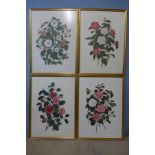 A set of four large botanical prints, framed