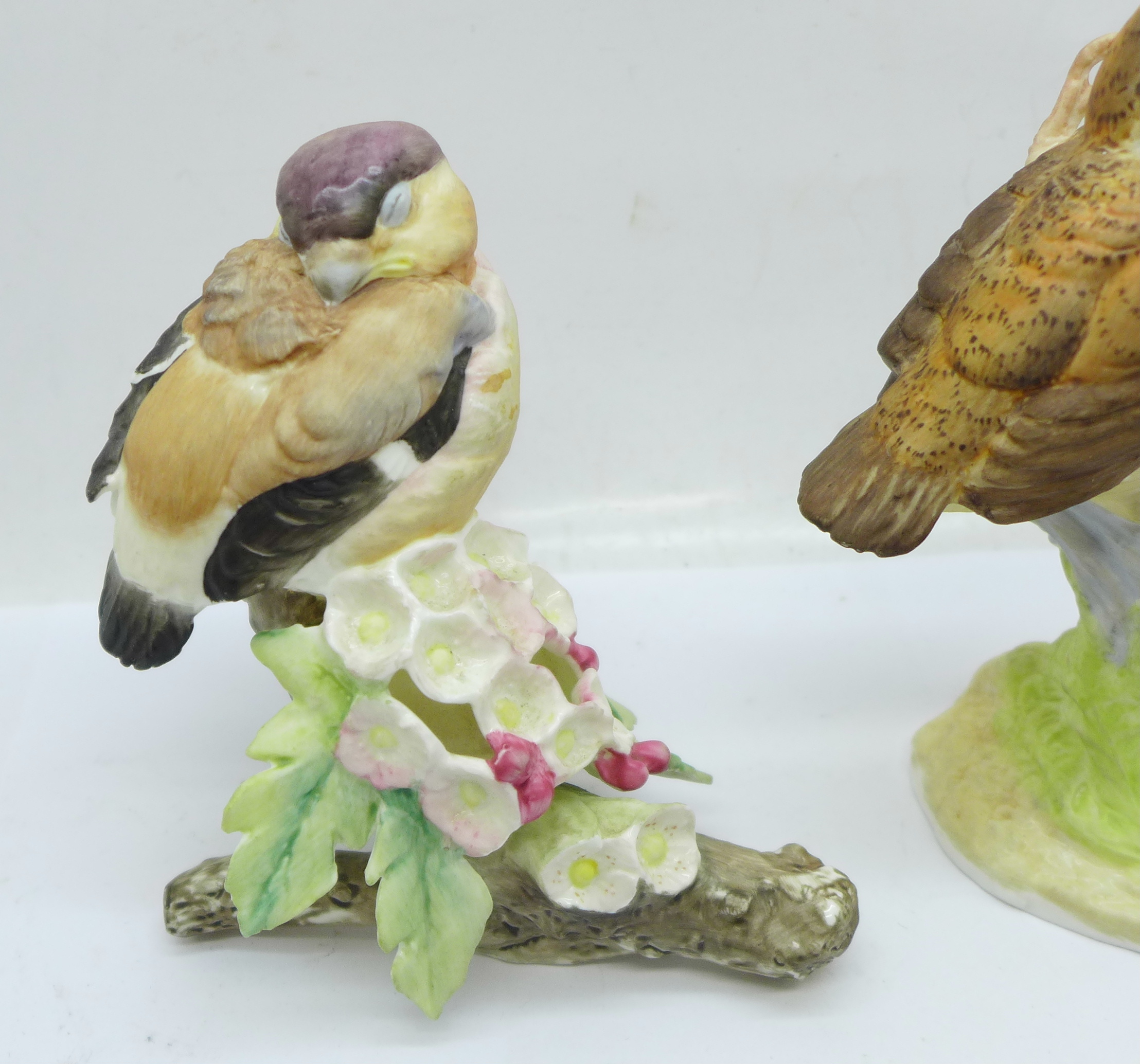 Two Royal Worcester birds; fledgling robin and fledgling bullfinch - Image 2 of 5