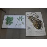 Assorted Czechoslovakian botanical prints, etc.