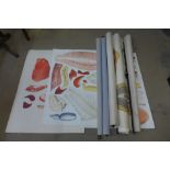 Six unframed anatomical prints