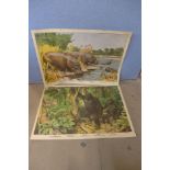 A two piece John Players advertising print, unframed, a/f and two unframed prints of gorillas and