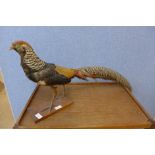 A mounted taxidermy pheasant