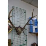 A pair of mounted stag antlers