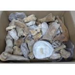 A collection of shells, bones and animal teeth **PLEASE NOTE THIS LOT IS NOT ELIGIBLE FOR POSTING