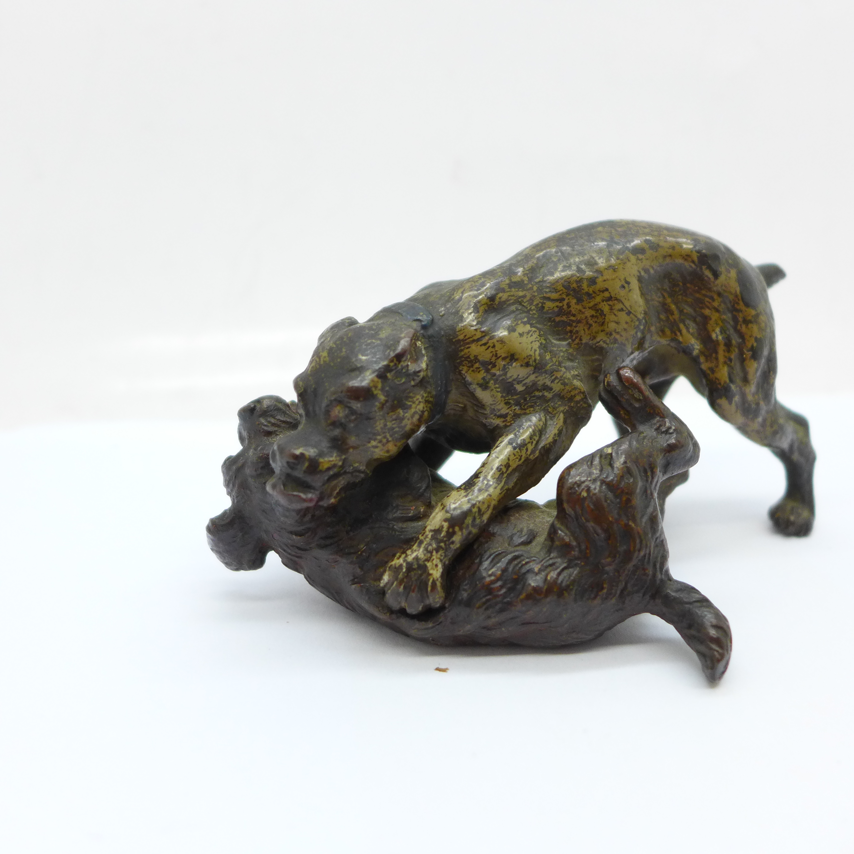 A cold painted bronze of two play fighting dogs, 95mm wide - Image 2 of 3