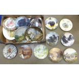 Four The Wild Ducks of Europe oval collectors plates, six Labrador collectors plates and twelve