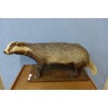 A taxidermy badger