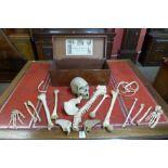 A 19th Century osteological part human skeleton, in mahogany box labelled Millikin & Lawley, 67