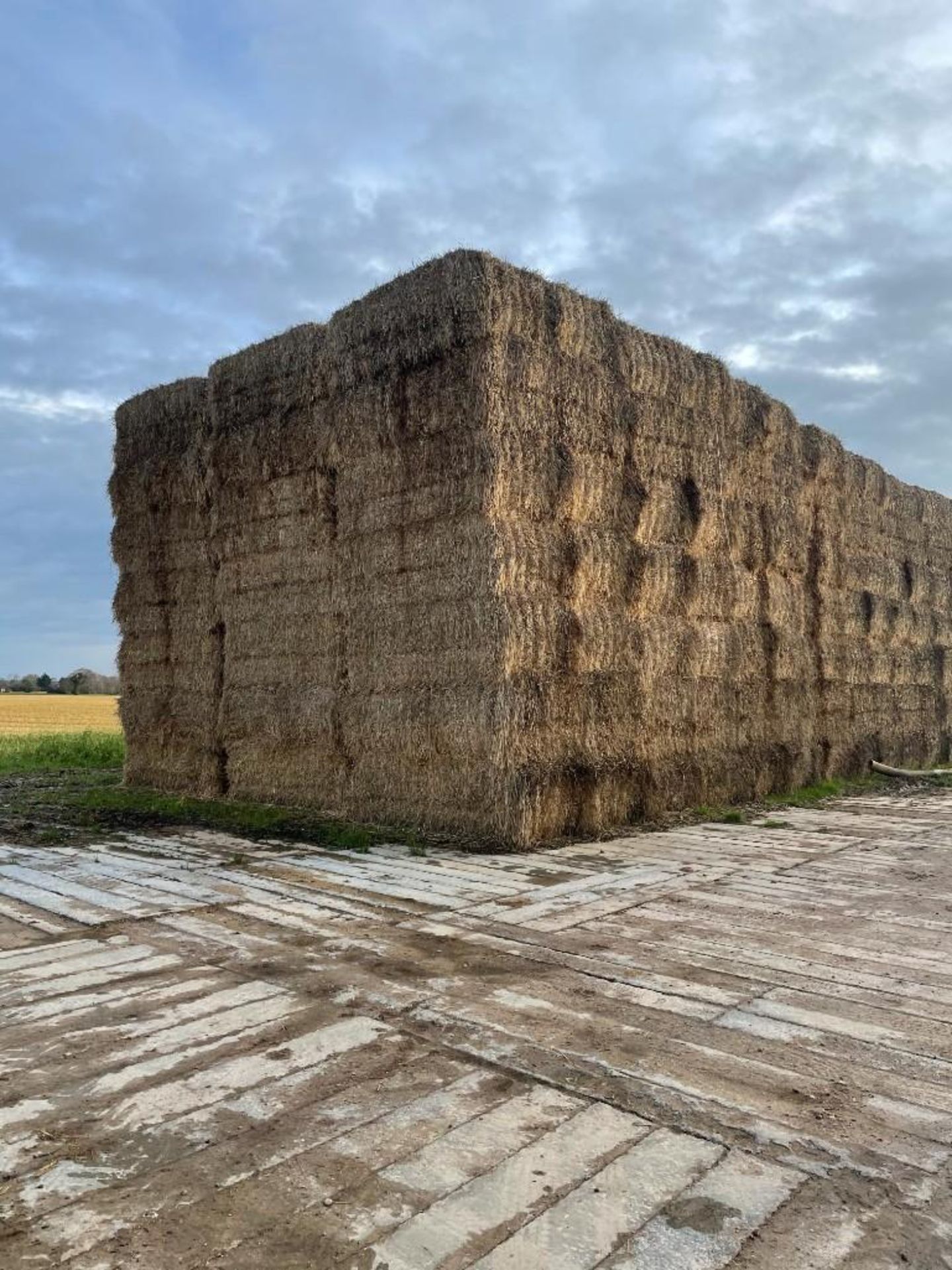 150x Wheat Straw (2020)