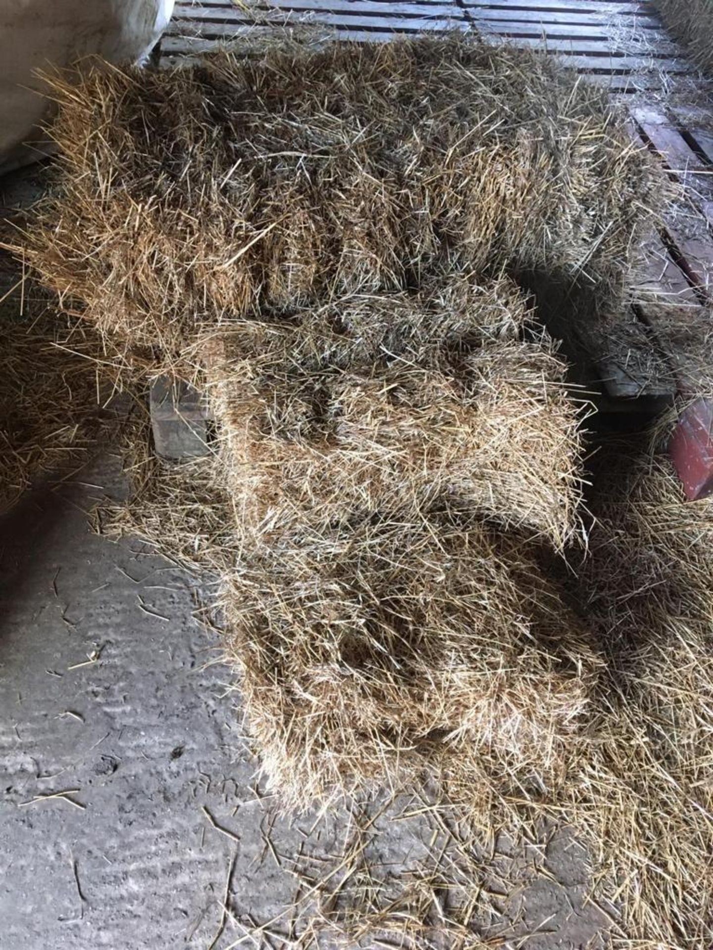 45 x Mini Heston Oat Straw Bales - Image 4 of 4