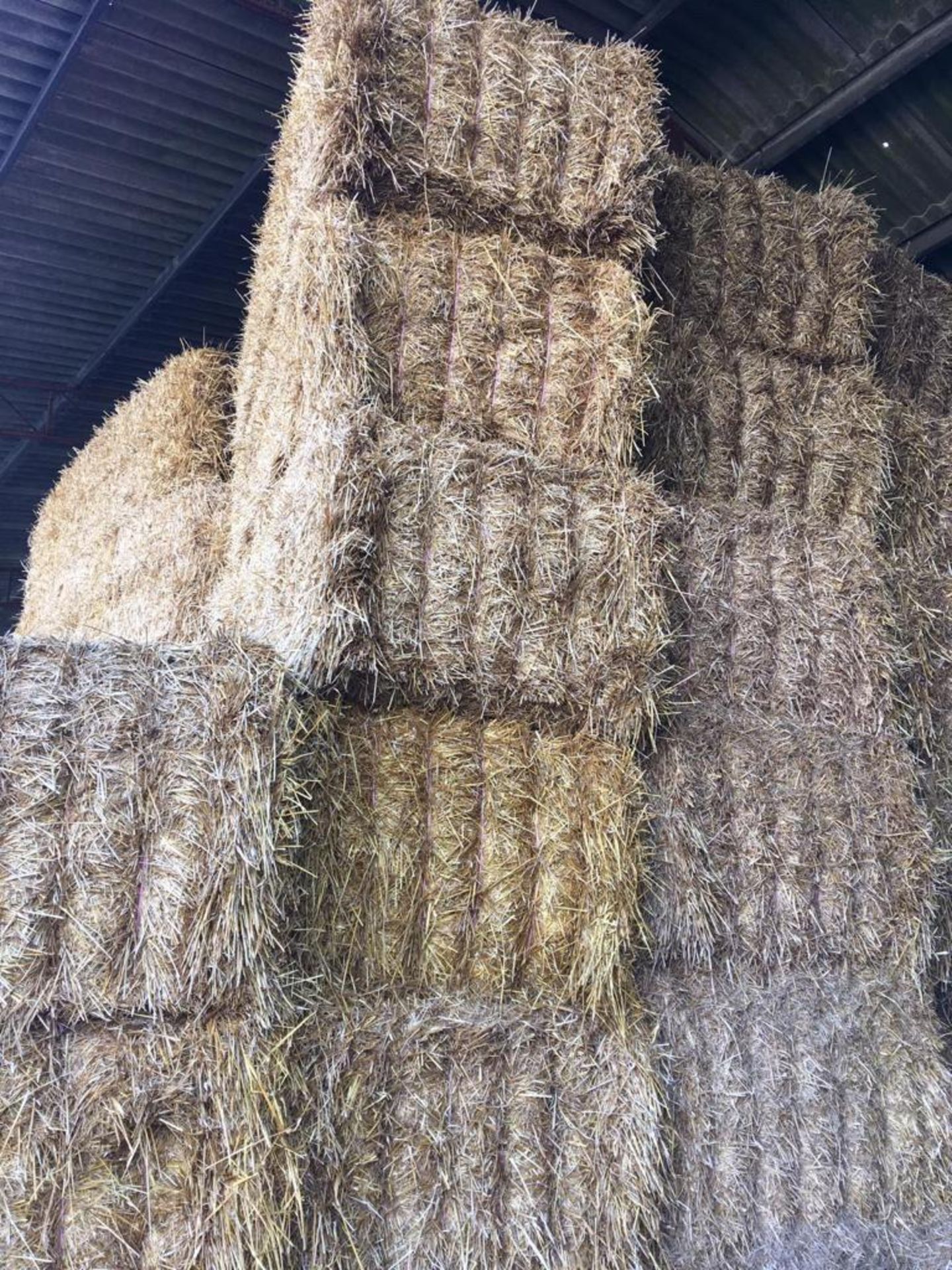 45 x Mini Heston Oat Straw Bales - Image 3 of 4