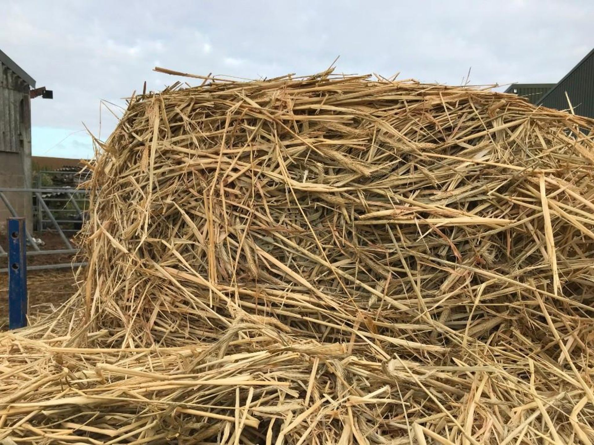 25 x Whole Crop Triticale Bales - Image 2 of 3