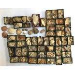 Natural history interest: a large collection of seashells
