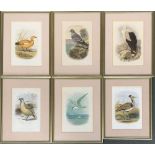 A set of six ornithilogical prints, 'The Angola Vulture', 'Rock Pigeon', 'Ruddy Shieldrake' etc,