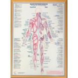 A set of three framed annotated anatomy posters, 'Major anterior muscles', 'Major posterior