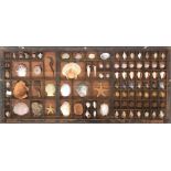 Natural history interest - a vintage type case, glazed, containing a collection of seashells and